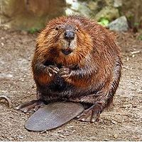 Beaver1.jpg