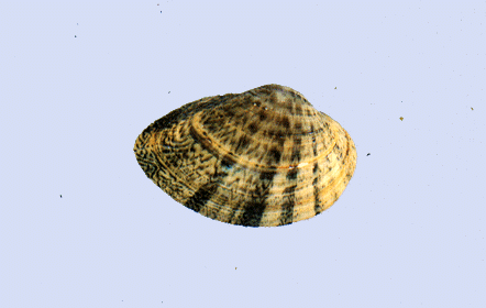 Fawnsfoot.GIF