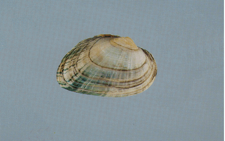 Slippershell.GIF