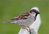 Sparrow.jpg