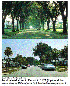 Elms.gif