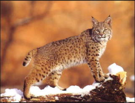 Bobcat.png