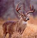 Deer.jpg