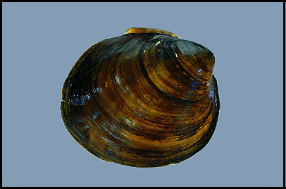 Ebonyshell.jpg