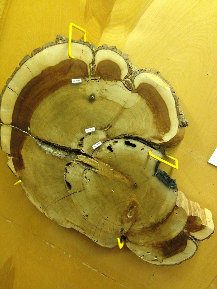 DENDROCHRONOLOGY - Encyclopedia Dubuque